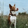 koera gps dog gps mini koera kaelas