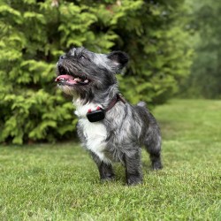 koera gps dog gps mini väikse koera kaelas