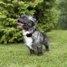 koera gps dog gps mini väikse koera kaelas