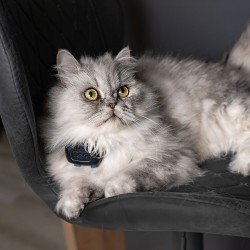 gps kassile kassi kaelas