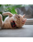 Kassi gps