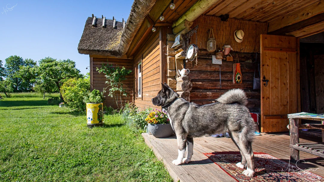 Raadiopiire koerale – annab koerale vabaduse liikuda talle määratud territooriumil